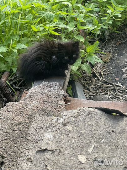 Котята в добрые руки бесплатно