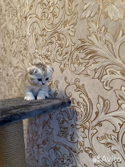 Британские котята