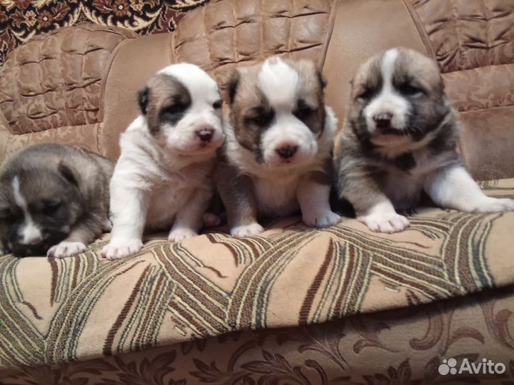 Среднеазиатская овчарка