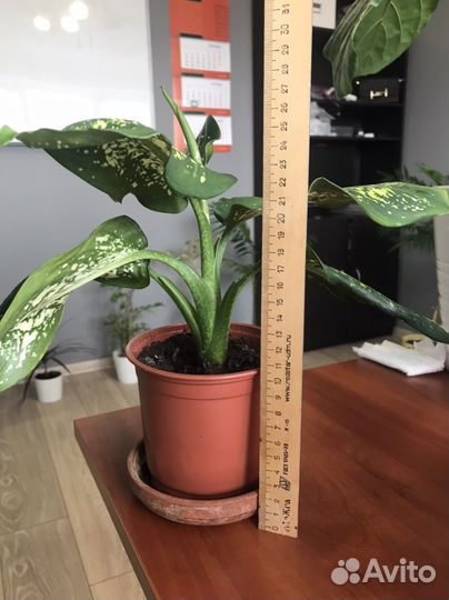 Диффенбахия