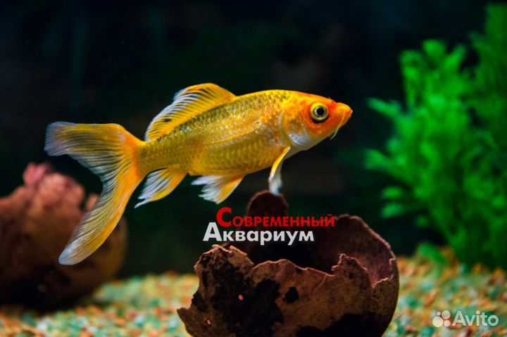 Золотые рыбки в ассортименте