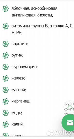 Любисток многолетний