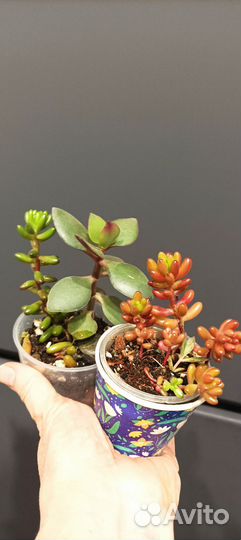 Очиток (sedum rubrotinctum), опунция