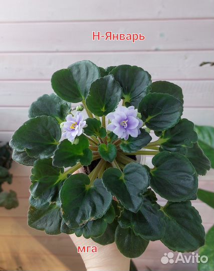Сортовые фиалки мини и стандарты
