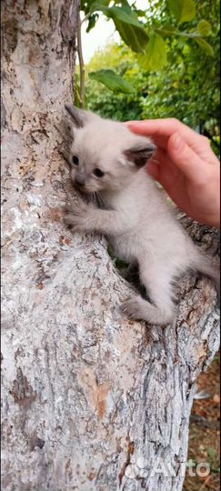 Тайский котенок
