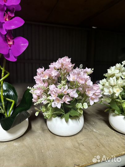 Дерево бонсай