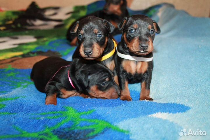 Щенки цвергпинчера