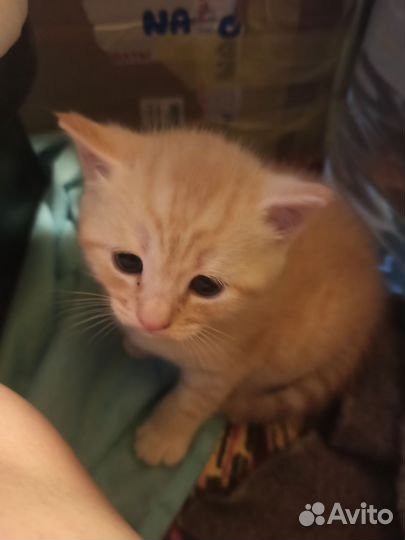 Шотландские котята
