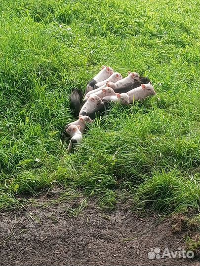 Поросята вьетнамские легченые. Козы