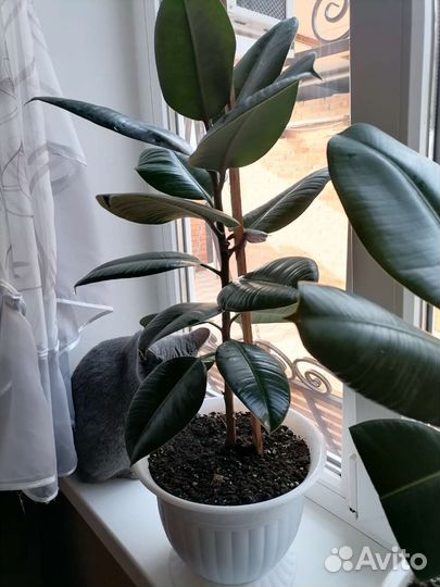 Комнатные цветы