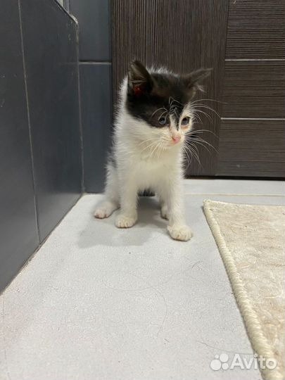 Котёнок девочка