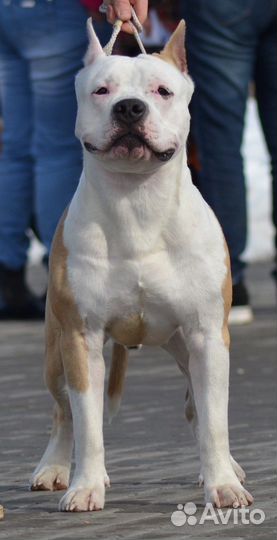 Вязка кобеля амстафа