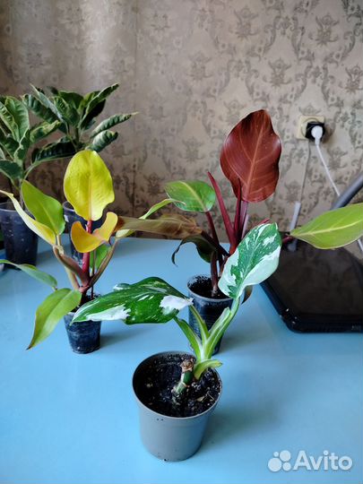 Филодендрон