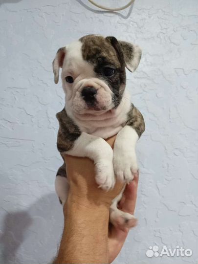 Собаки щенки французский бульдог