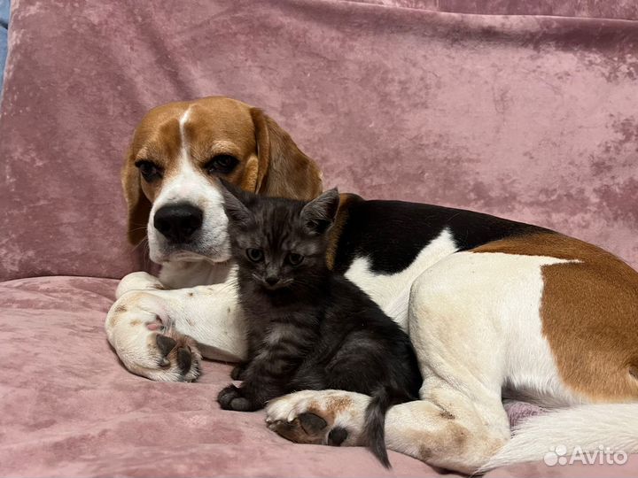 Милый котёнок Нюша в самые добрые руки