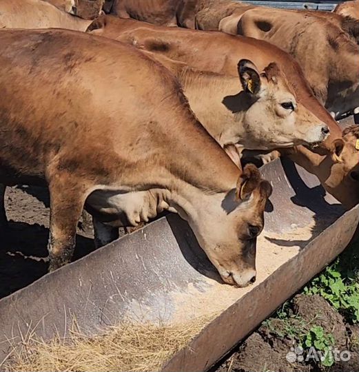 Джерсейские тёлки