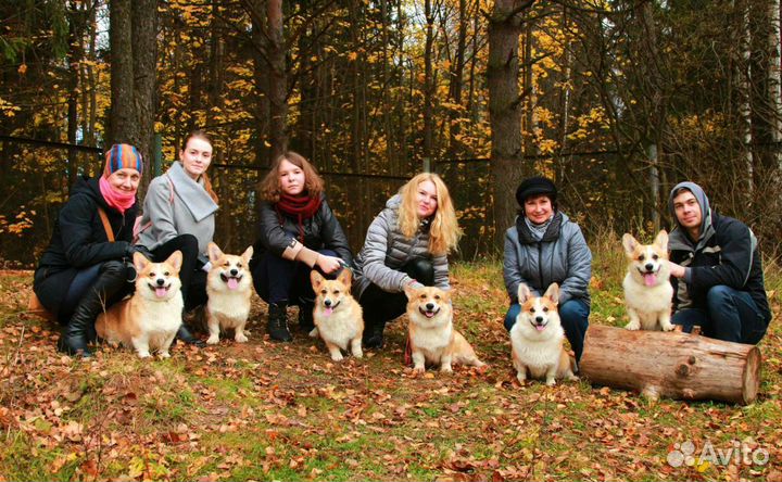 Кинолог. Дрессировка собак