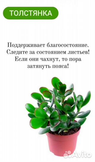 Крассула толстянка