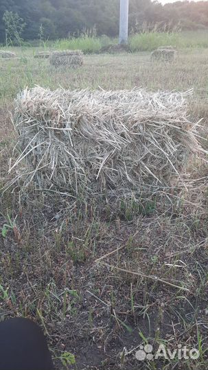 Сено в квадратных тюках