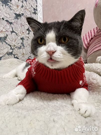 Одежда для кошек и собак