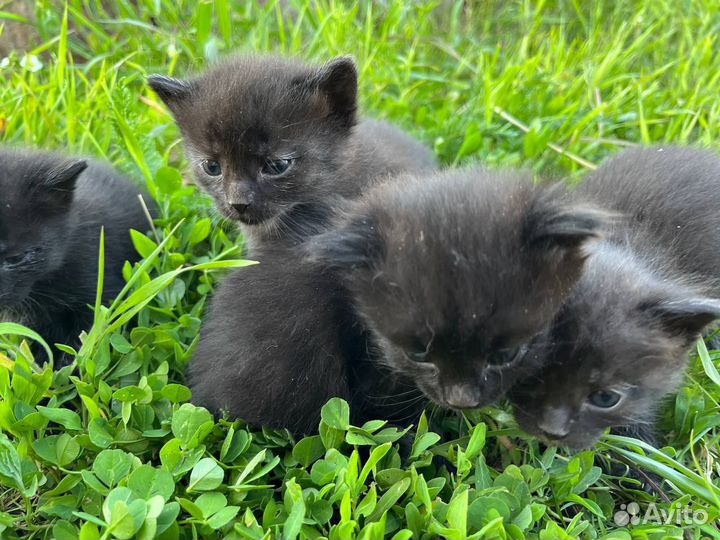 Котята в добрые руки