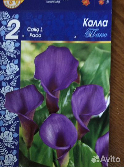 Каллы садовые