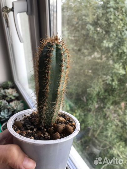 Суккуленты разные