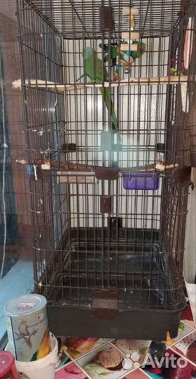 Ожереловые попугаи, пара