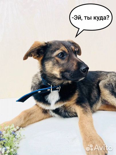 Щенок в добрые руки бесплатно