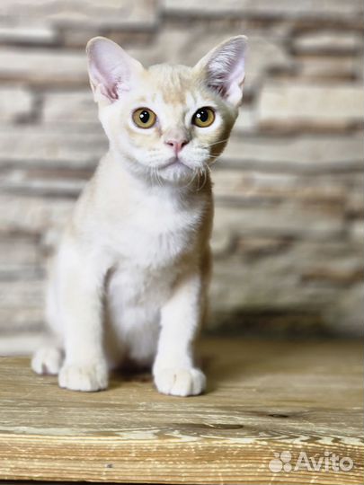 Бурманские котята
