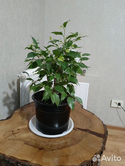 Фикус моник