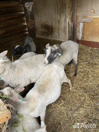 Продам баранов, овец