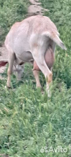 Нубийские козы