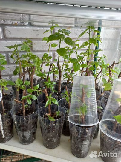 Бугенвиллия