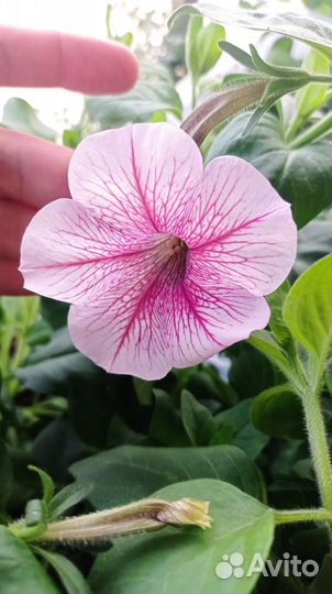 Петуния, виола ампельные