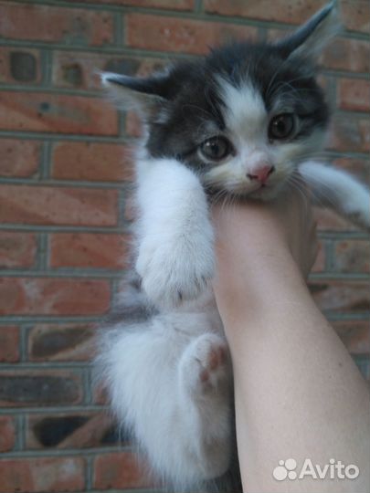 Котики бесплатно