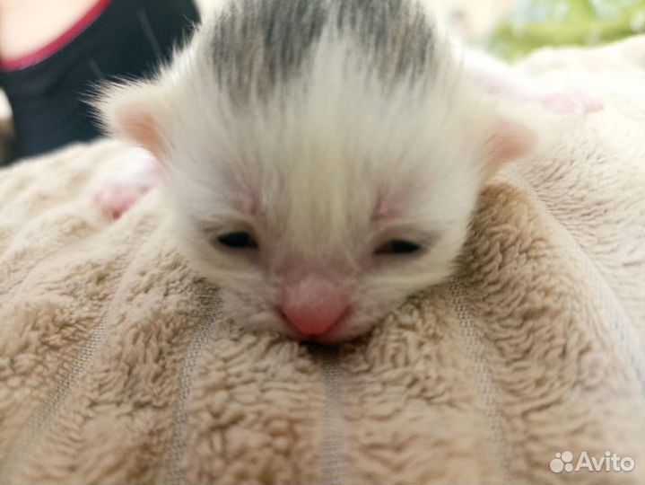 Котята