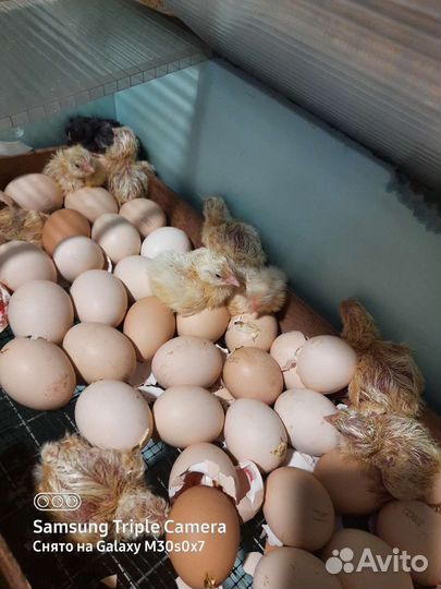 Бройлеры кобб 500 из импортного яйца
