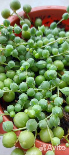 Крестовник роули