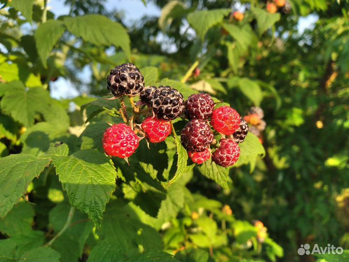 Малина Кумберленд чёрная саженцы