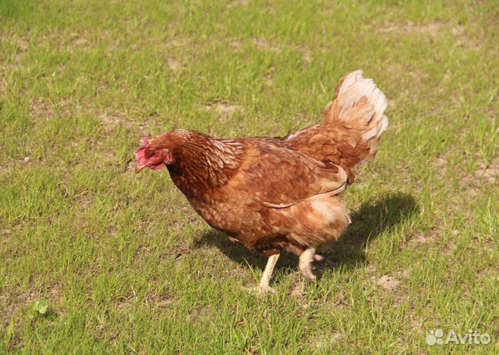 Куры несушки с агрофермы