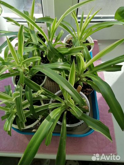 Хлорофитум хохлатый