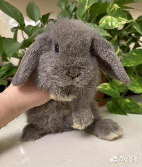 Декоративные кролики вислоухие