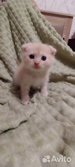 Британские котята в дар