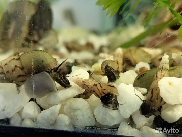 Улитки мелании