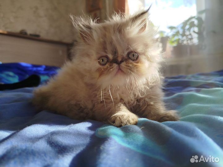Персидский котенок