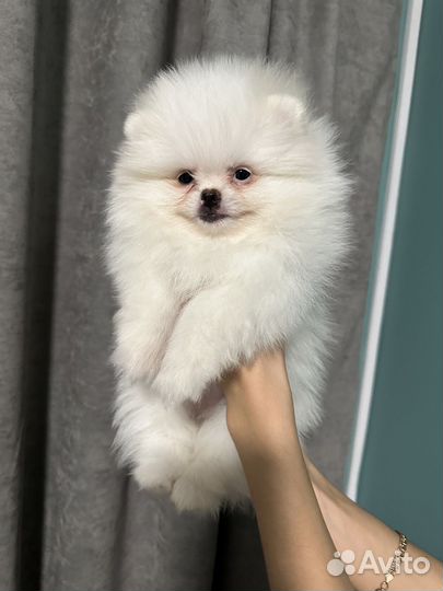 Щенки шпица
