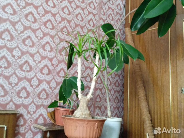 Комнатные растения