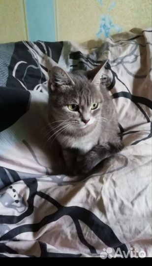 Кошка в дар