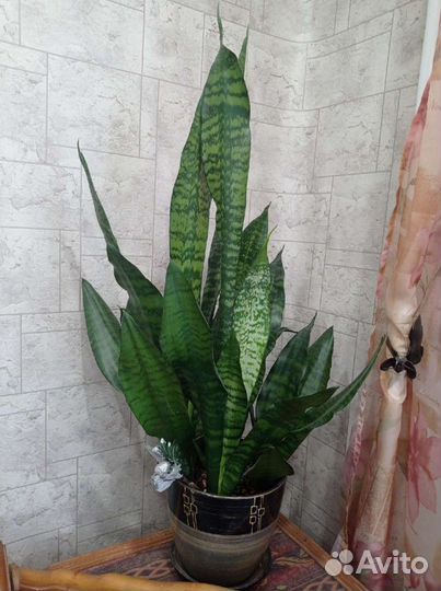 Сансевиерия Компакта